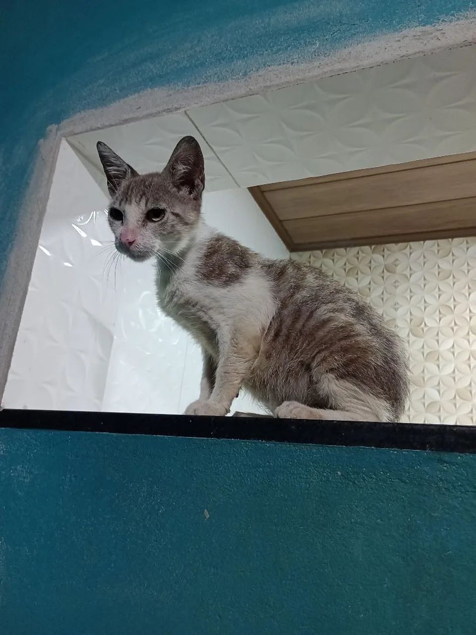 Gatinho lindo para adoção