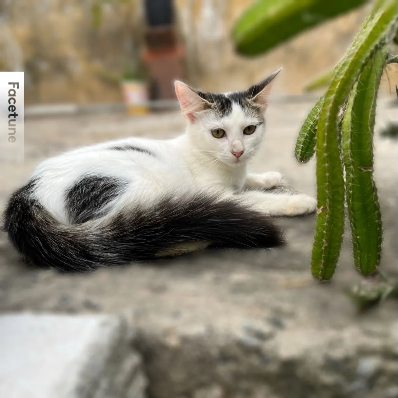 Linda gatinha para adoção responsável | Castração garantida 