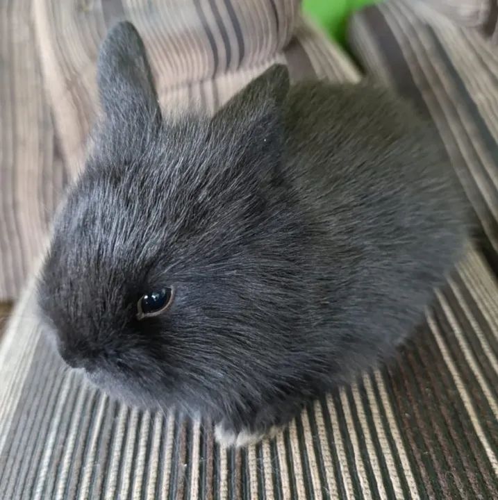 Vende-se Mini coelhos  - Foto 3