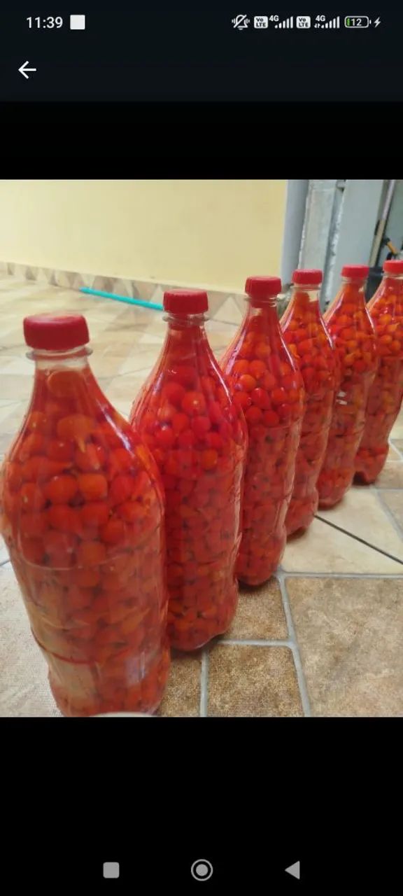 Pimenta biquinho  - Foto 2