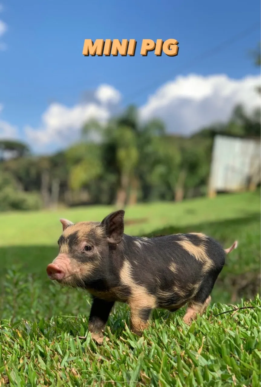 Garanta já seu Filhote De Mini Pig