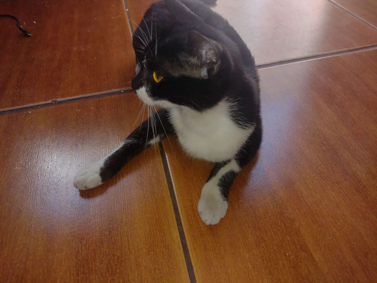 Linda Gata frajola prenha - Foto 3