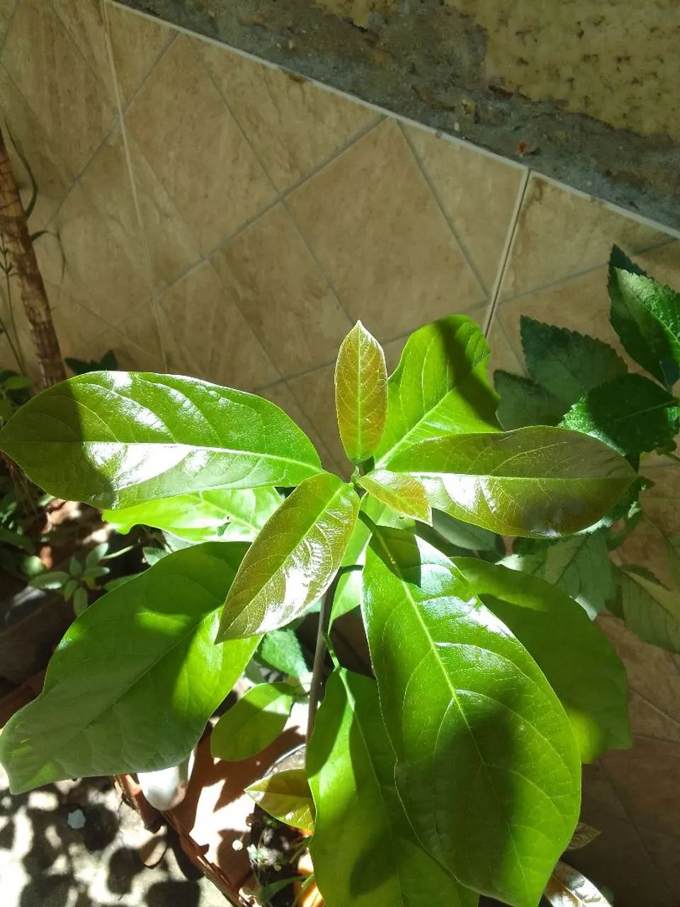 Abacateiro  - Foto 2