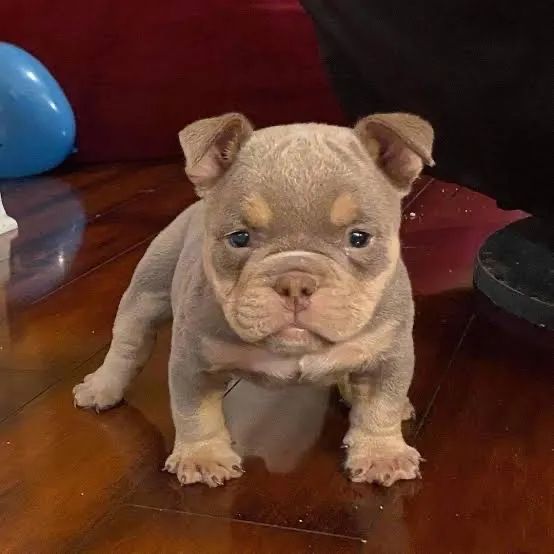 American Bully  - Micro / Pocket/Pronta entrega/ Perdizes - Foto 2