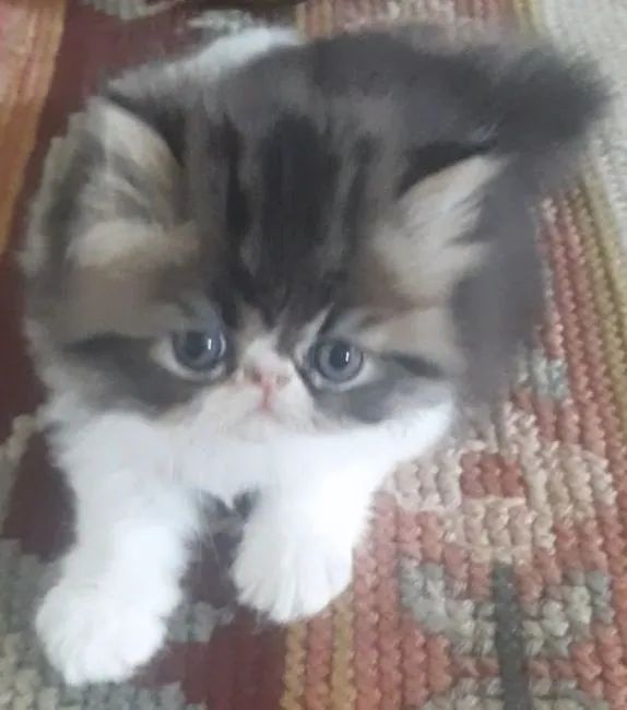 GATO PERSA SHOW Legítimo - Foto 5