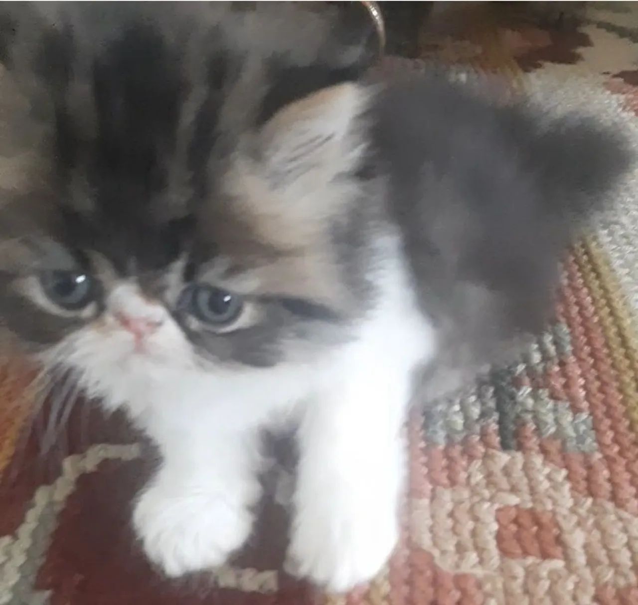 GATO PERSA SHOW Legítimo - Foto 3