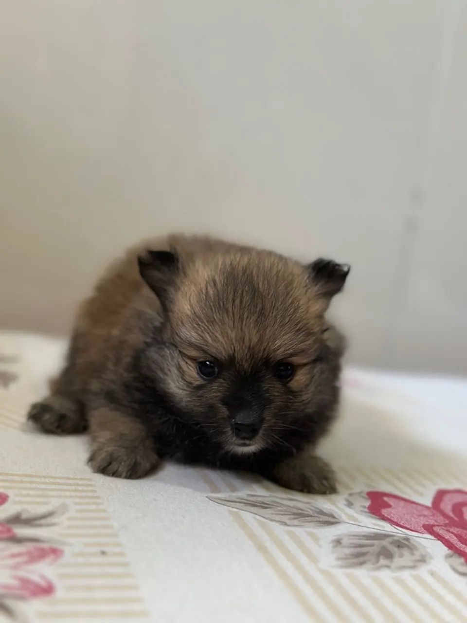 Spitz alemão (Lulu da pomerânia) - Foto 4