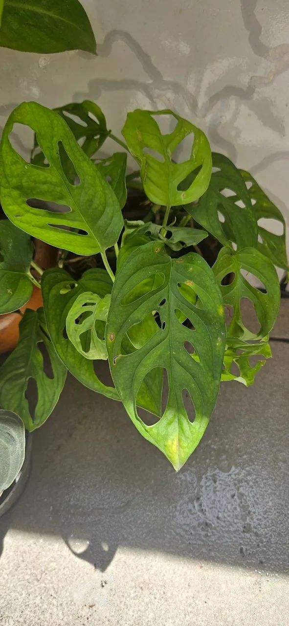 MUDAS DE PLANTAS 64305624057986120