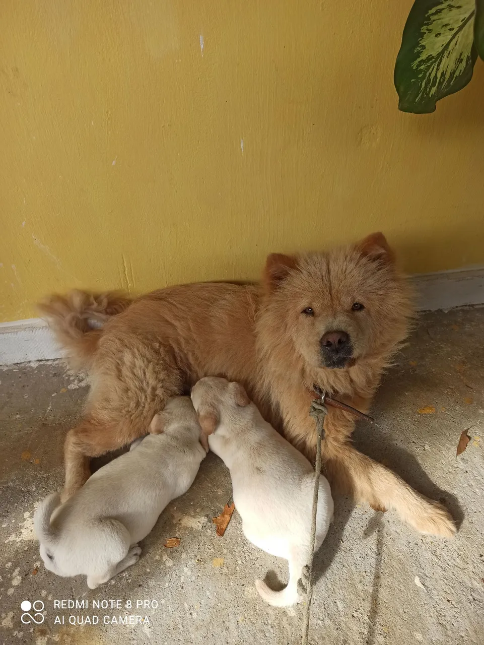 Filhotes de Chow-Chow