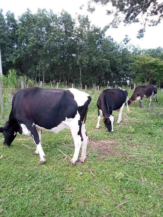 Vacas de leite - Foto 6