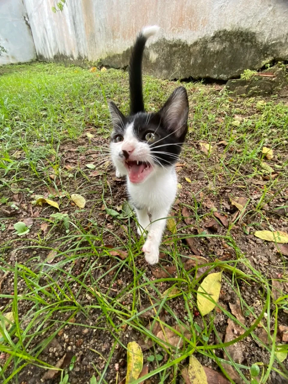 Gatinha filhote frajola para adoção 