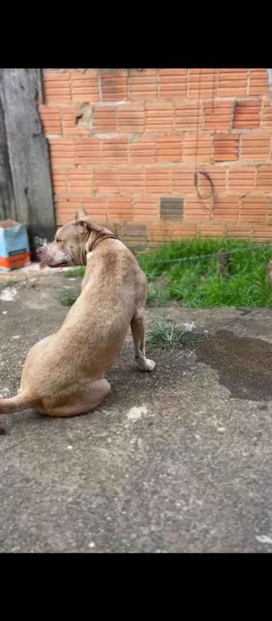 Pitbull para adoção - Foto 3