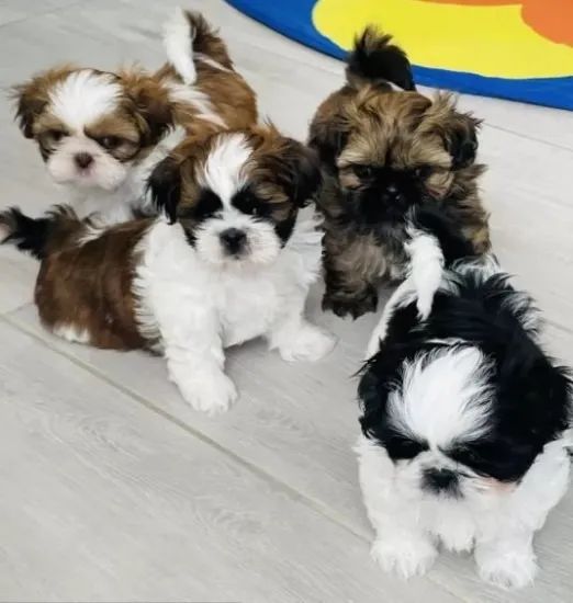 Shih-Tzu White - Filhotes Completos com Garantia