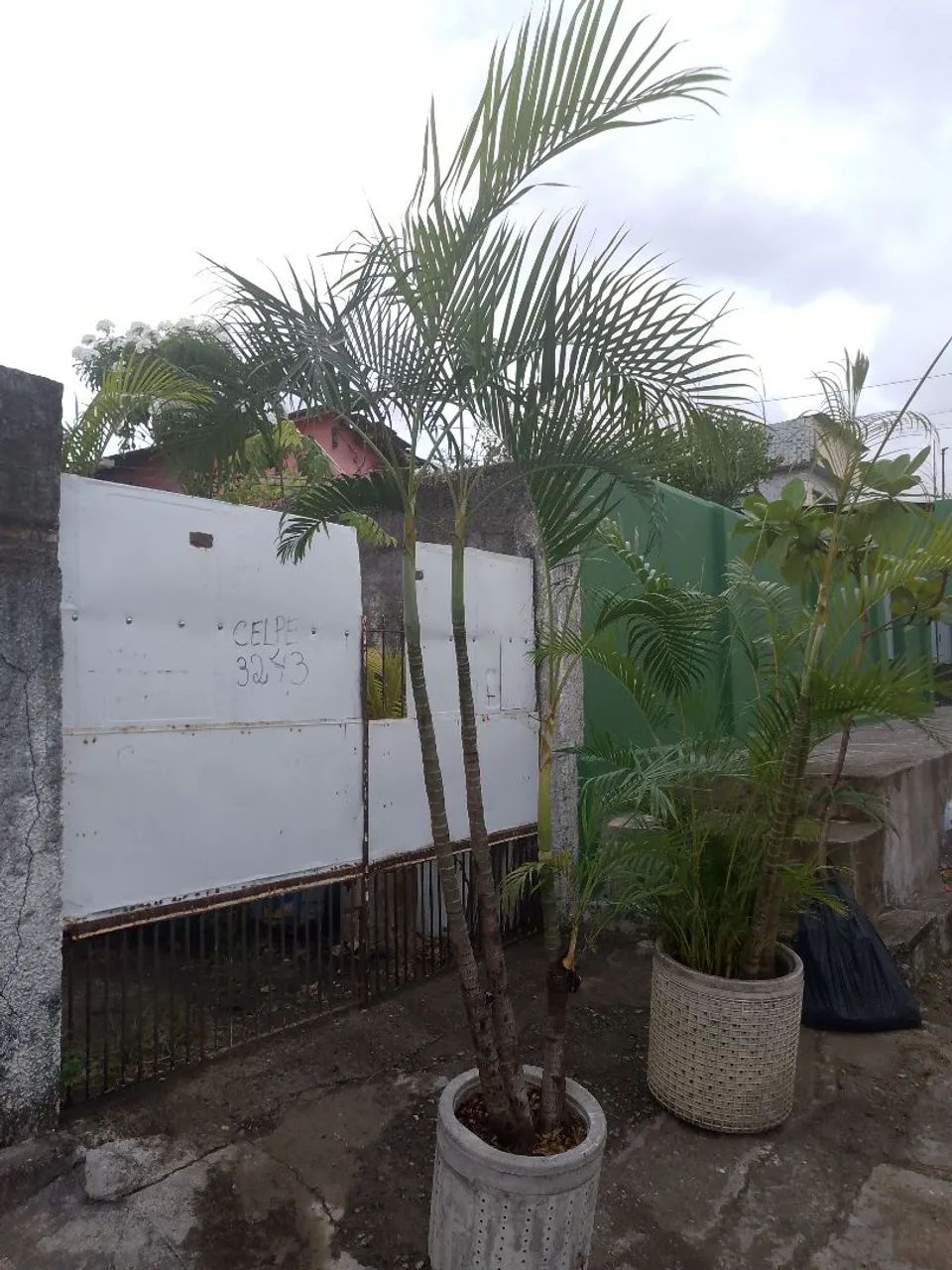 Palmeira aranca bambu.