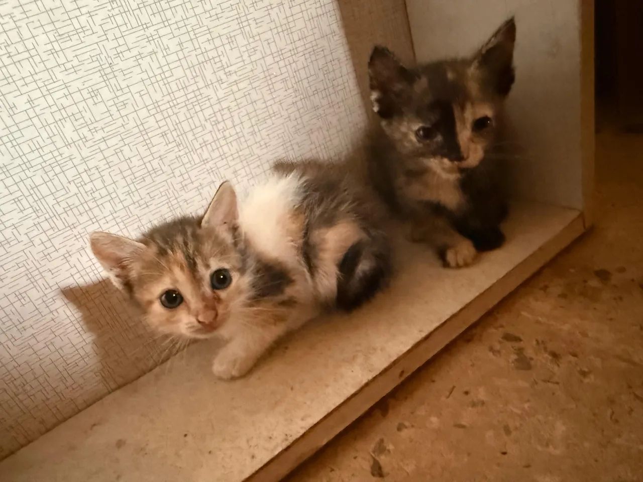 GATINHOS DOAÇÃO  - Foto 4