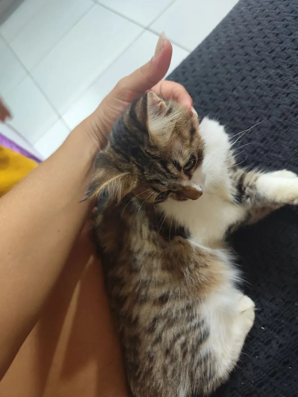 Doação de gato  - Foto 2
