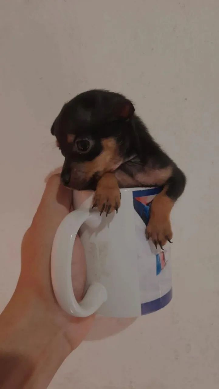 Pinche 0 - Foto 4