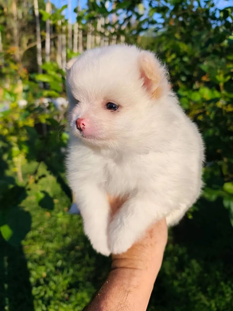 Spitz Alemão macho branco 