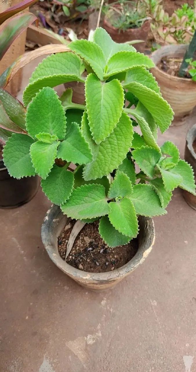Boldo planta no vaso 