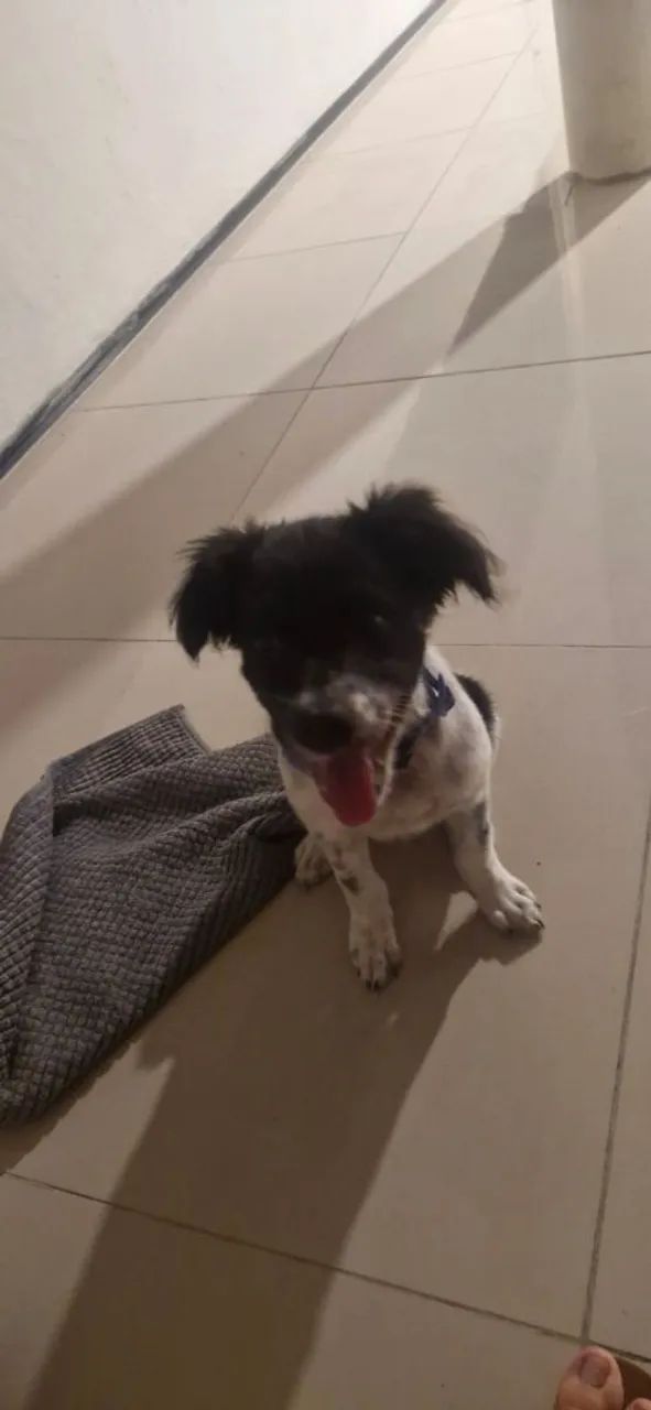 Doação de Cadelinha