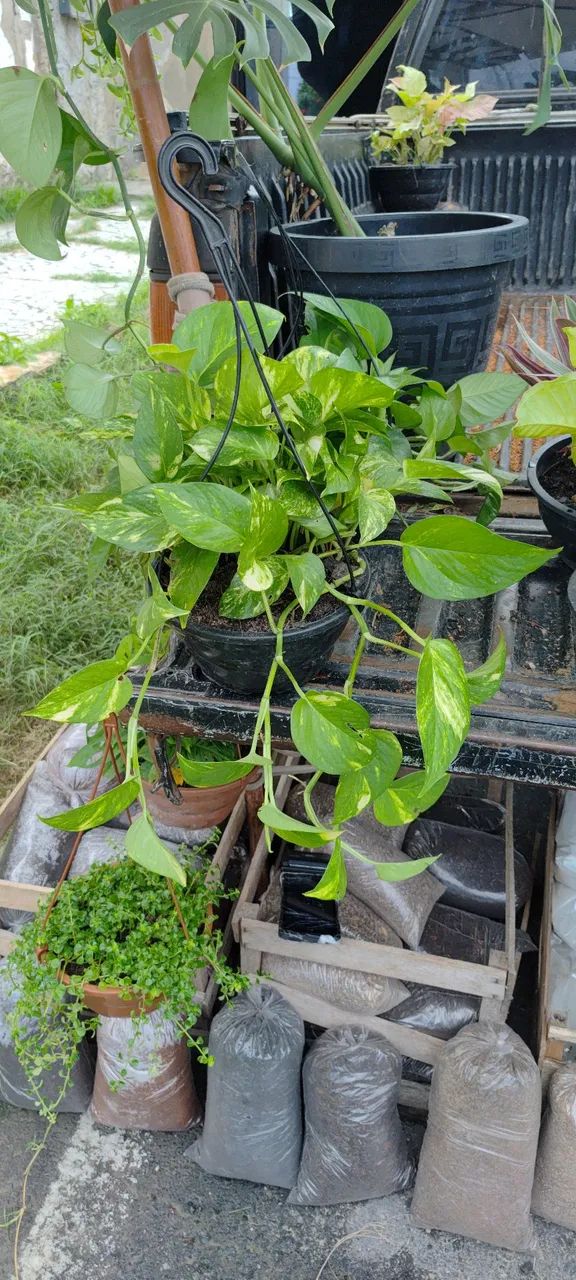 Plantas - Foto 5