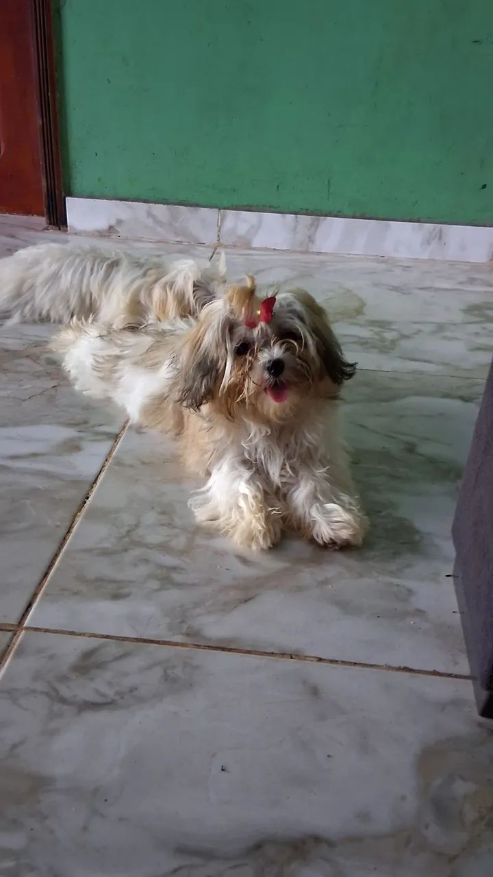 cachorrinha