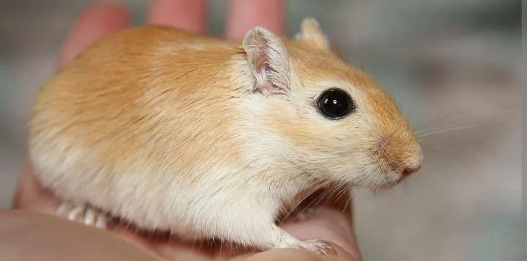 Esquilo da Mongólia (Gerbil)430187345725378561