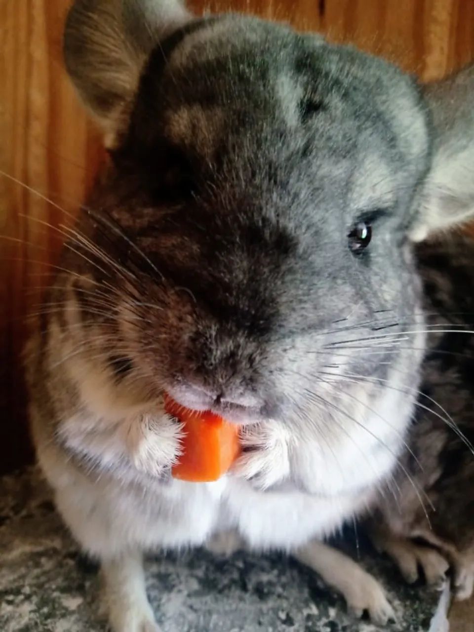 Filhotes de Chinchila Standard  - Foto 5