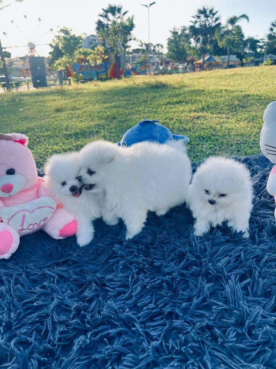 Cachorro - Foto 3