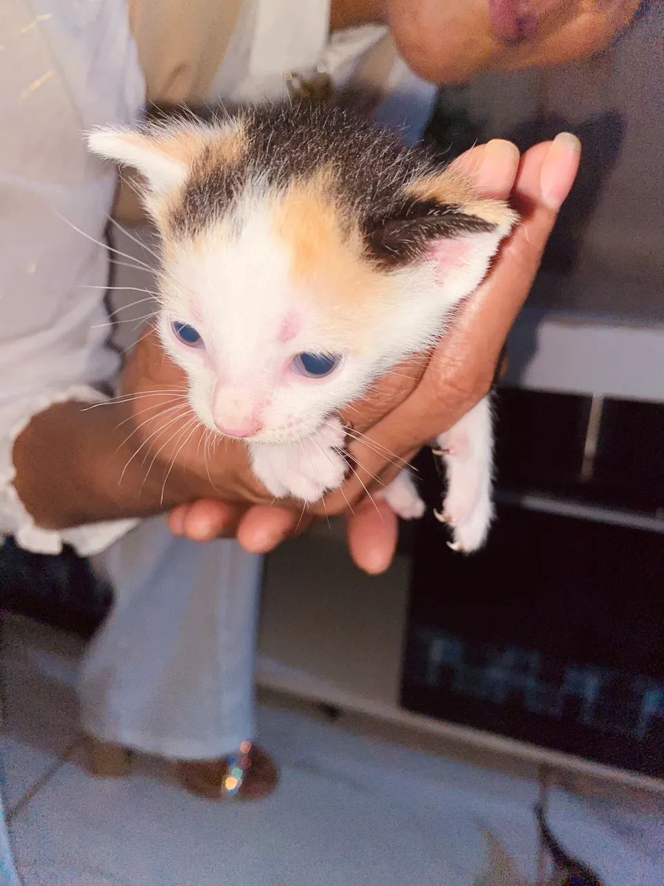 Doação de gatinhos  - Foto 5