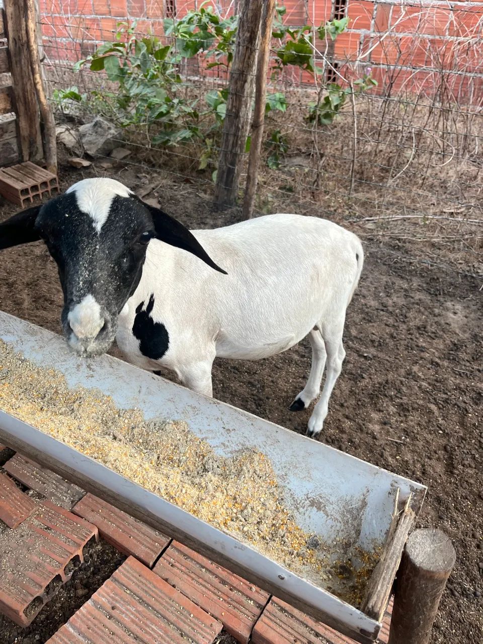 Animal  - Foto 2