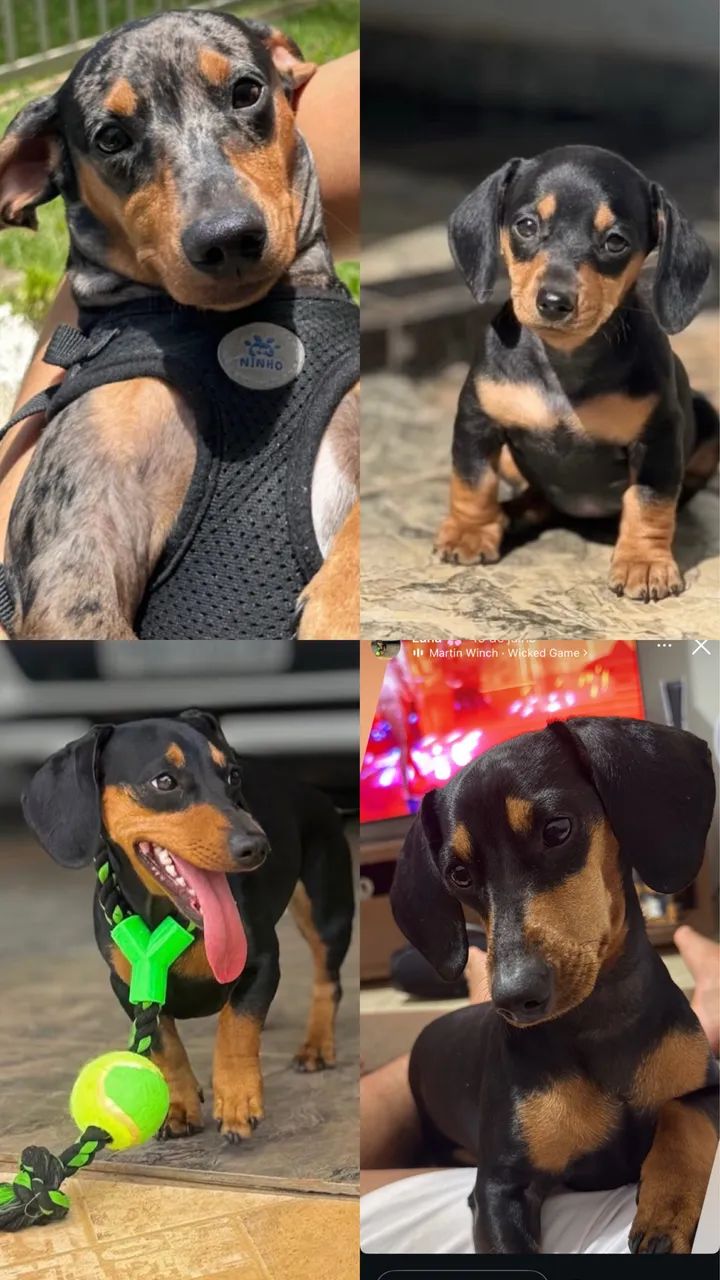 Dachshund, Cofap  - Foto 5