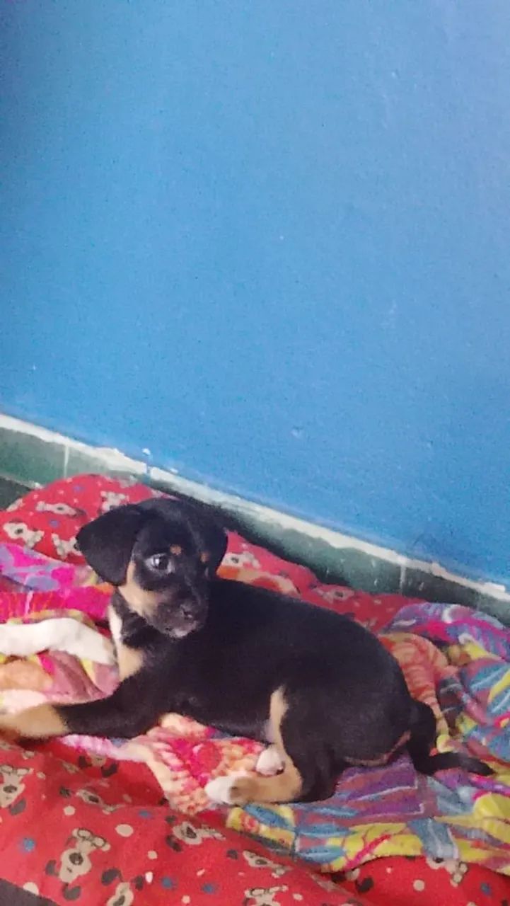 Doação  - Foto 3