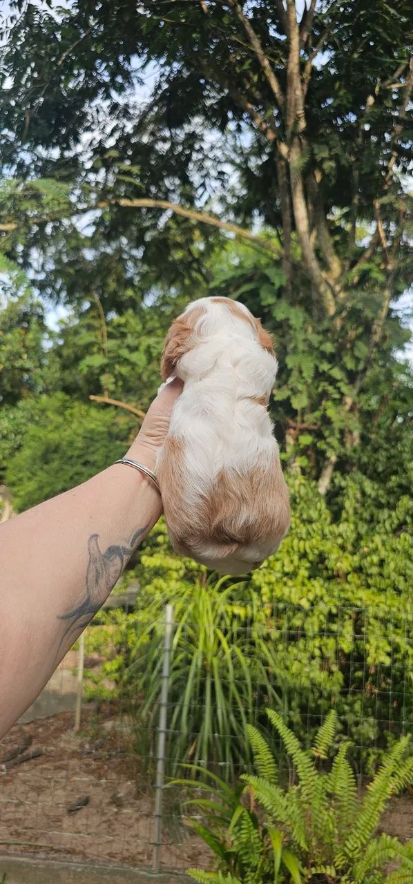 Cavalier King Charles Spaniel Macho Blenheim - Foto 3