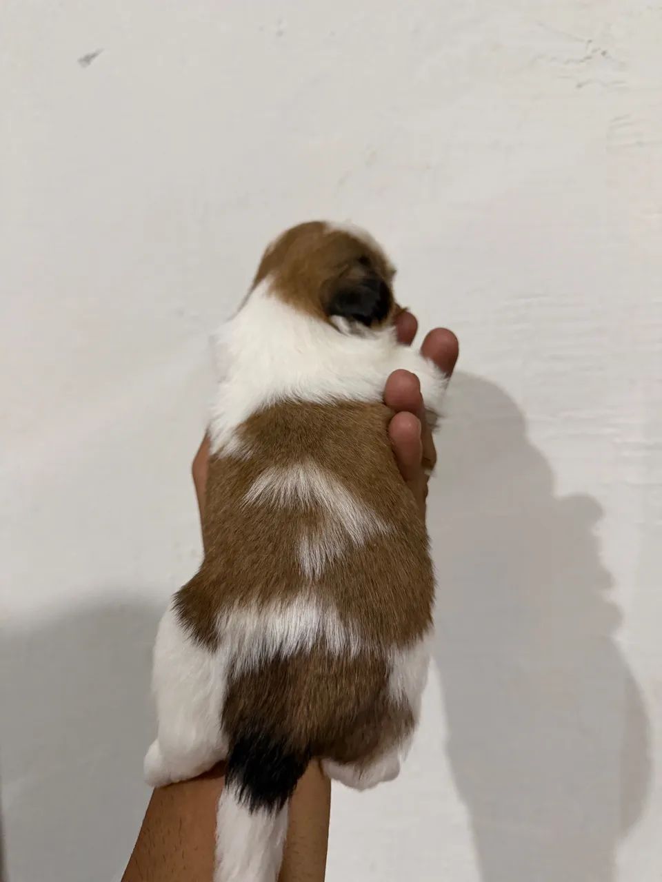 Shihtz - Foto 3