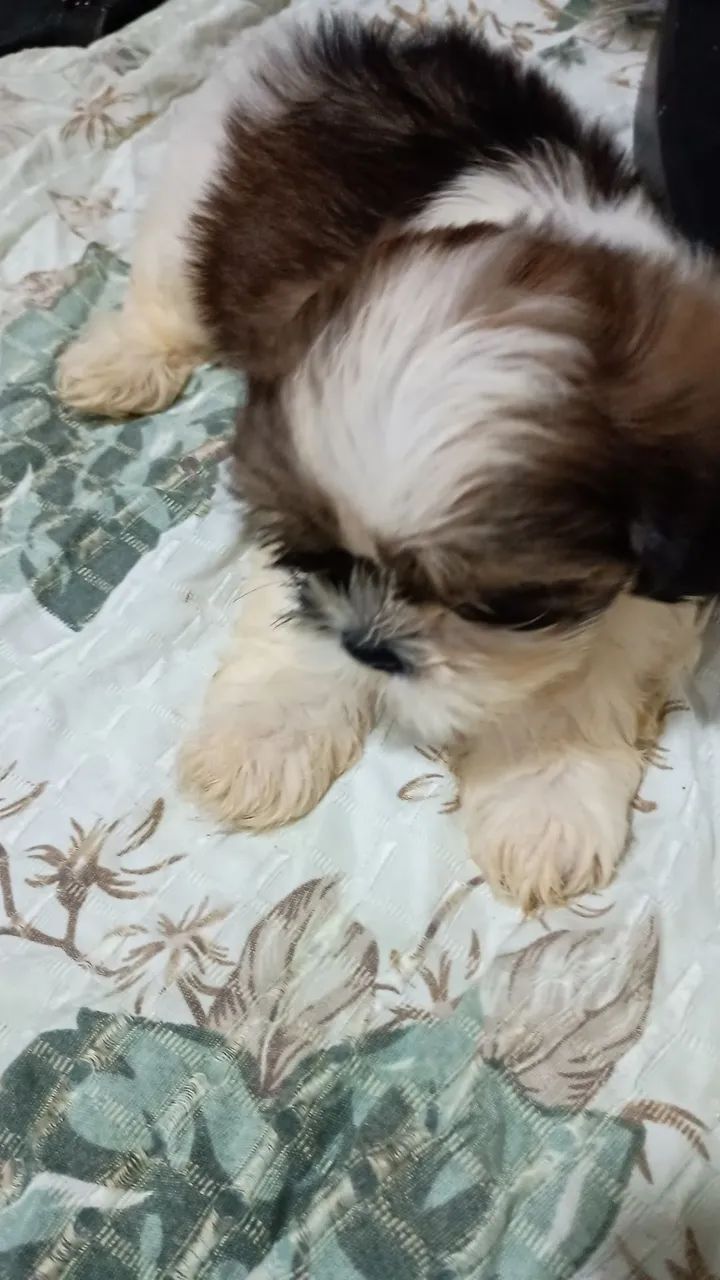 Cachorro Shitzu  - Foto 4