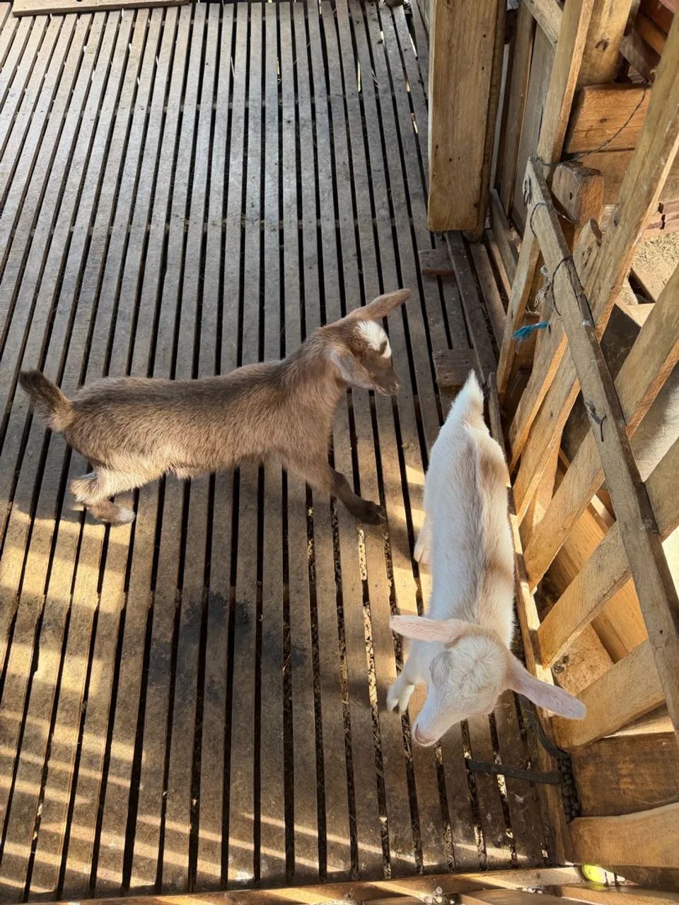 Casal de cabrito - Foto 4