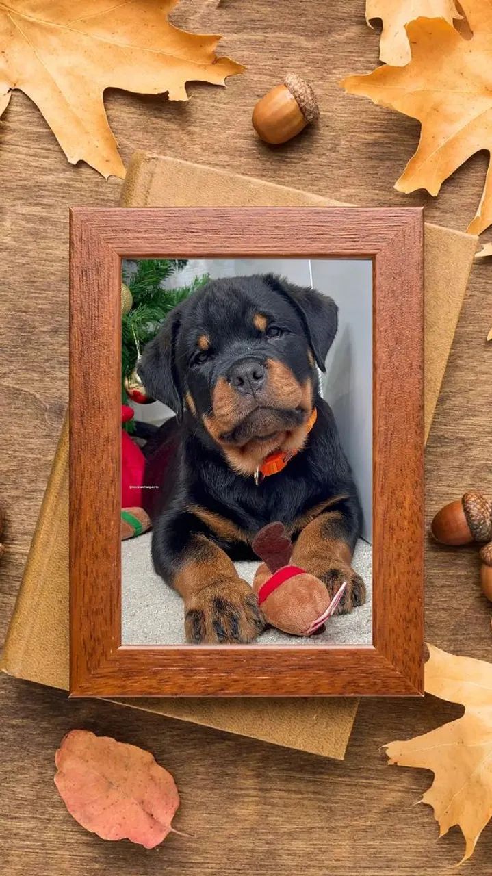 Rottweiler puríssimo cabeça de touro k