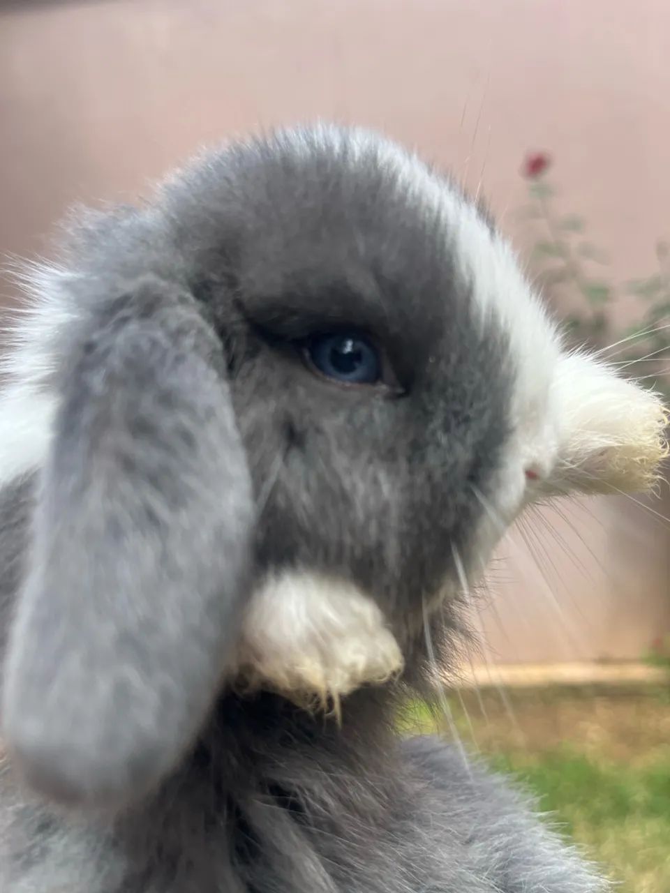 Mini coelho  - Foto 5