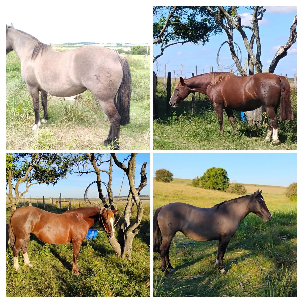 Éguas crioulas prenhas 