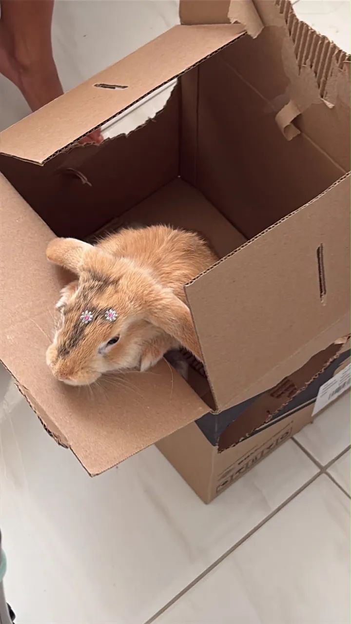 Coelha mini lopi