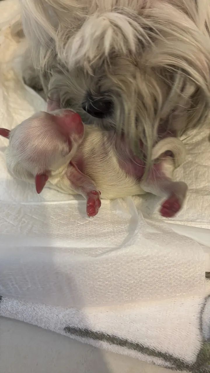 Cachorros maltês  - Foto 2