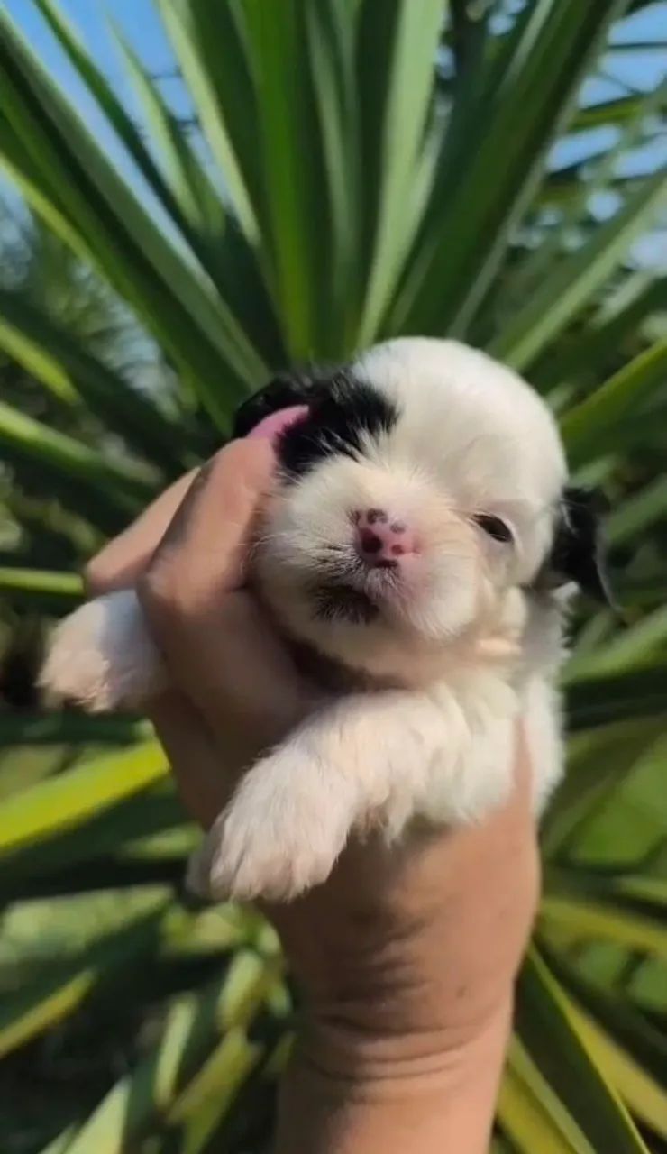 Shih Tzu macho micro  - Foto 2