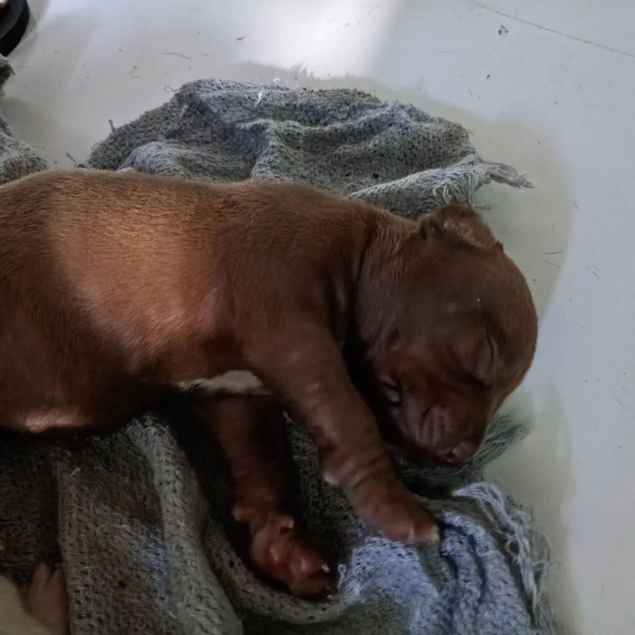 Filhotes Pitbull  - Foto 4