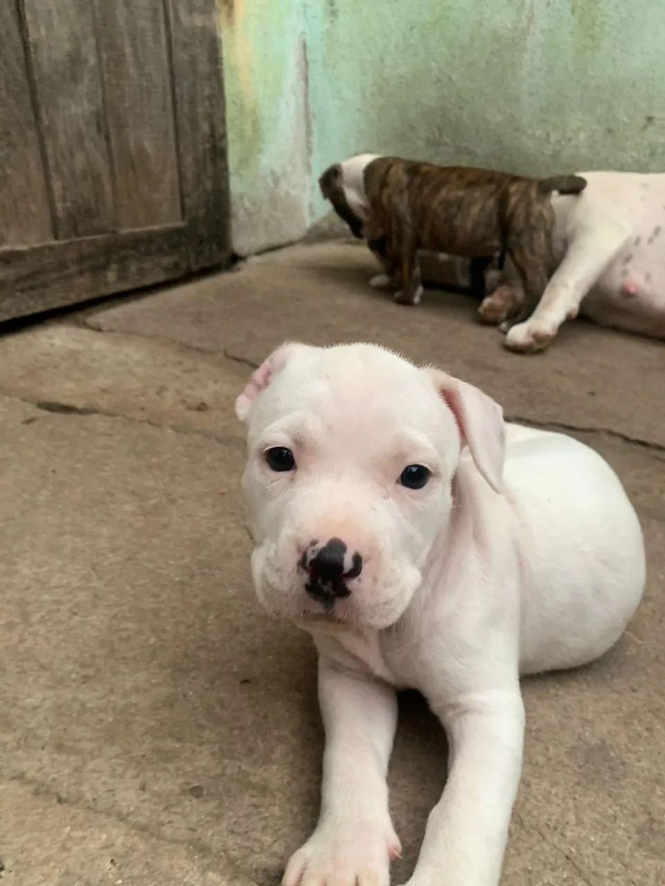 Filhotes American Bully - Foto 5