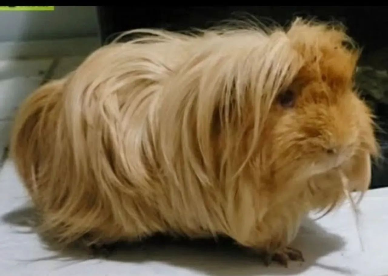 Porquinho da india peruano - Foto 6