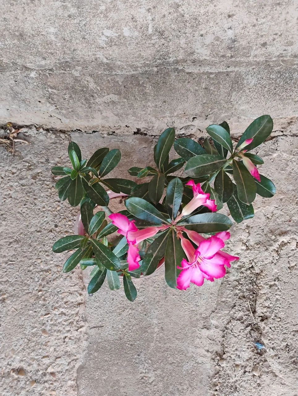 Vendo Rosa-do-Deserto Florida - Foto 2