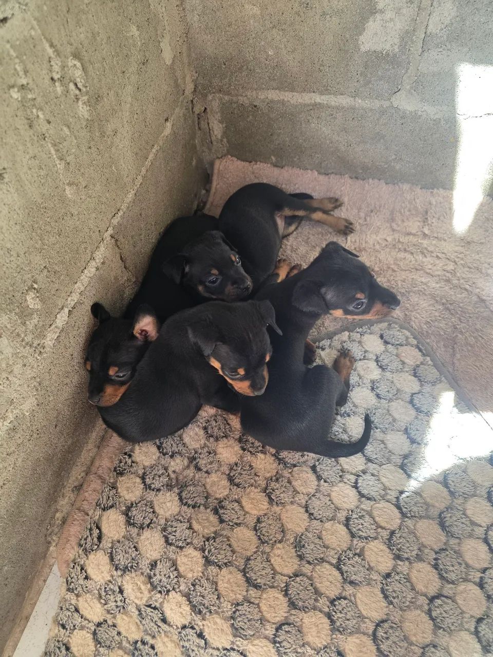 Pinscher N° 2