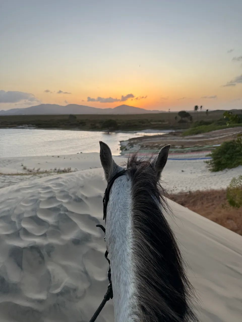 Cavalo garanhão inteiro - Foto 2