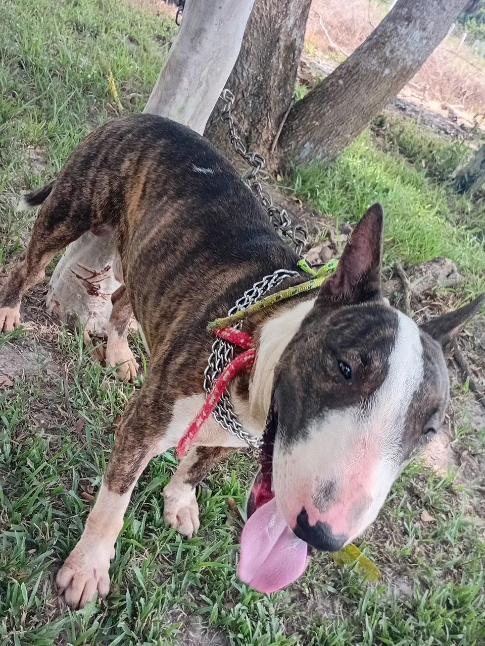 Bull terrier 